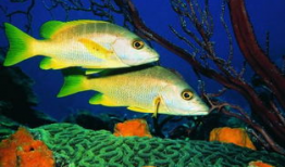 一线吃瓜娱乐圈by海底见月,海底见月带你一线吃瓜