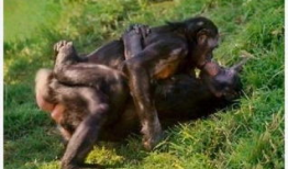 动物性行为视频,性行为视频揭秘